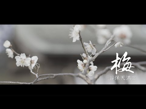 谷保天満宮「梅」｜Flycam C5 ジンバル撮り
