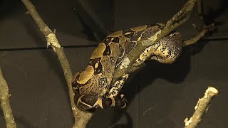 Reptile Enthusiasts Unite: Kids Zoo Camp Offers Behind-the-Scenes Tour at Clyde Peeling's Reptiland