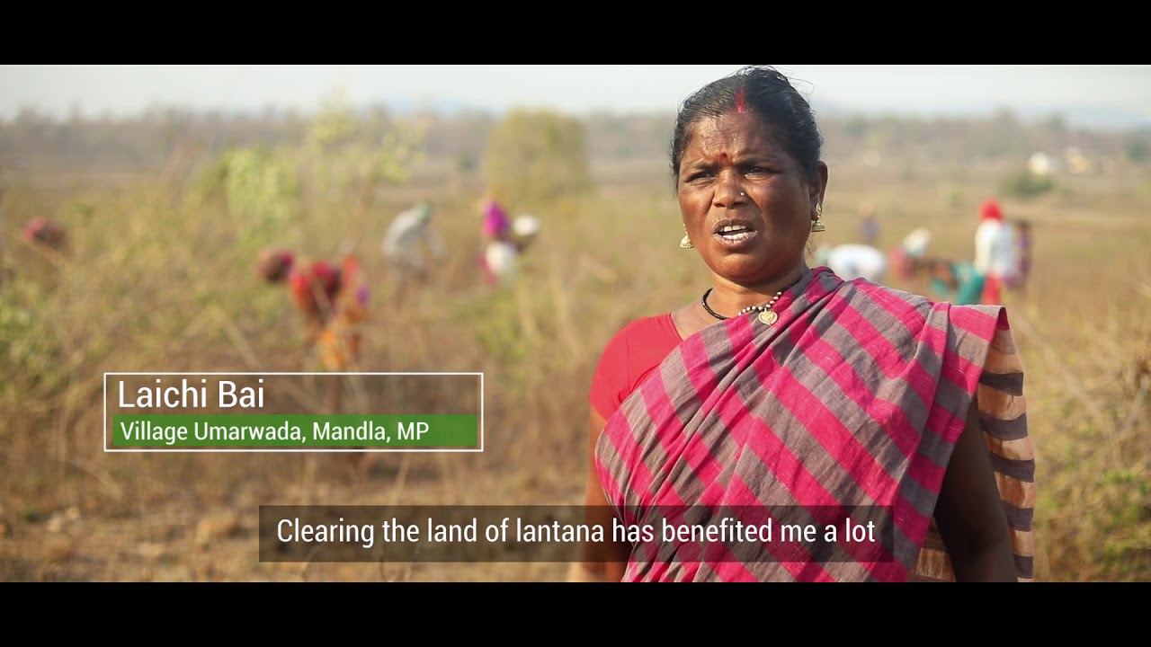 Reclaiming Commons : Eradicating Lantana for Revival of Common lands