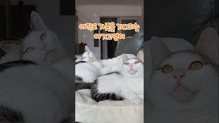 짱이는 가족을 기다리고 있어요.  닮은꼴 빵이 형아랑 낮잠 자다가, 두번째 묘르신 타이거 할아부지랑도 쿨쿨 💤  #특기는_혓바닥내밀기❤️