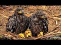 EXPLORE.org Decorah Eagles North- Młode Bieliki DN17🐥🌹🍀&amp; DN18 🐥🌹🍀mokre i głodne czekają na jedzenie