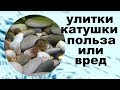 Улитки катушки в аквариуме польза или вред.