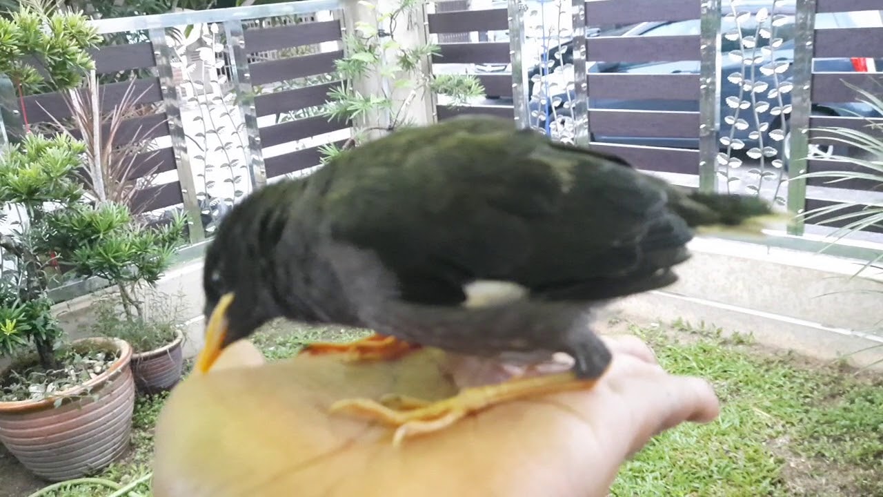 Anak Burung Gembala Kerbau Youtube