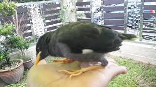 Anak burung gembala kerbau.
