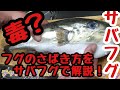 サバフグさばき方　大きなサバフグをトラフグのさばき方で捌いてみました。