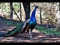 Peacock calls and Peahen calls