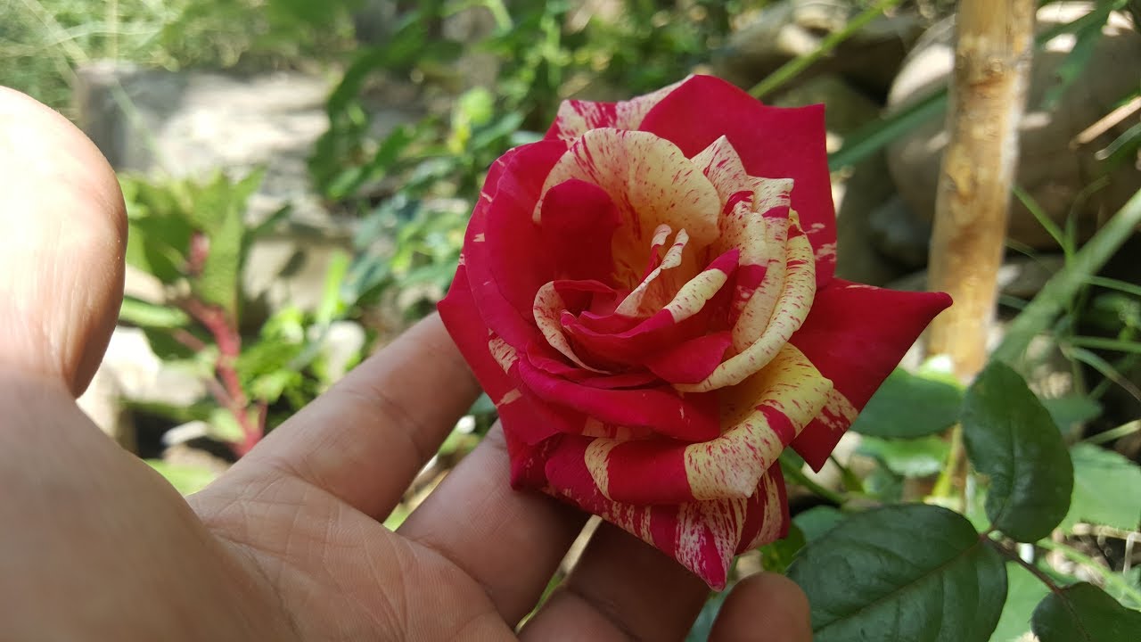 Cómo sembrar un rosal