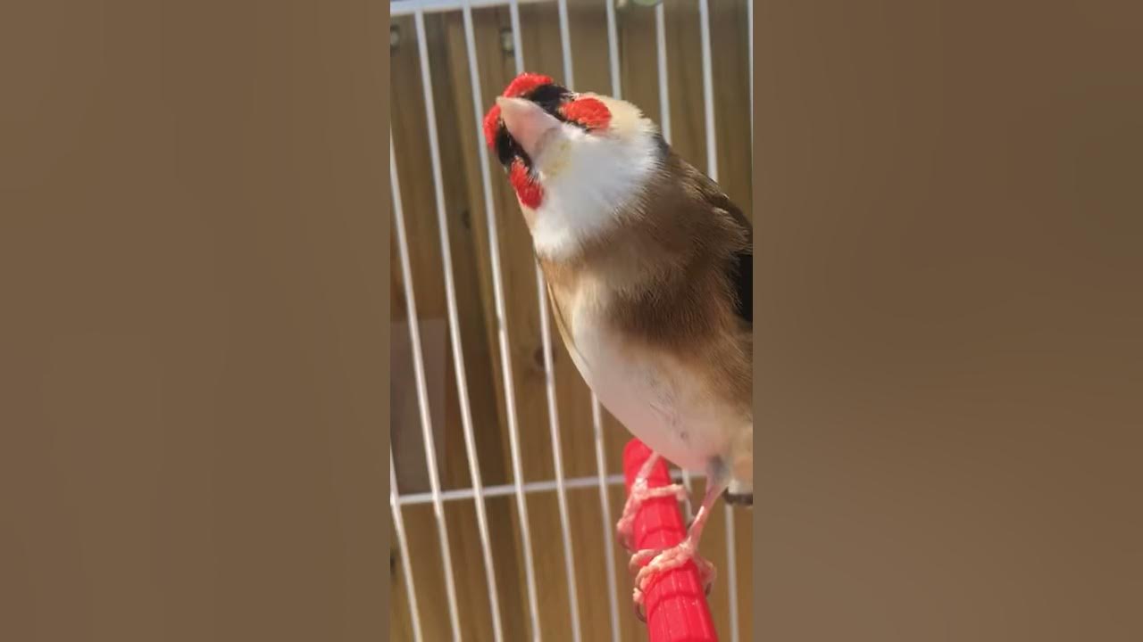 Switty cheveral goldfinch