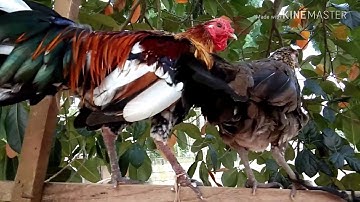 Noob qaib txaij dib tuaj zoo heev- hlav plaub tag lawm nawb