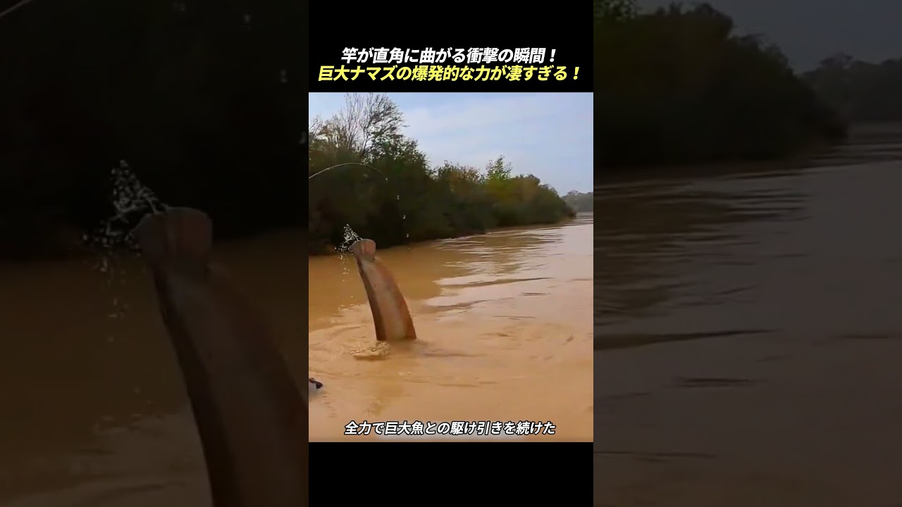 竿が直角に曲がる衝撃の瞬間! 巨大ナマズの爆発的な力が凄すぎる!