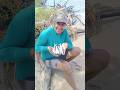 BAGRE NA TARRAFA #fishing #pesca