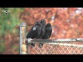 Understanding Crows and Ravens
