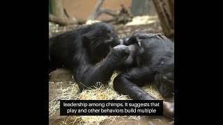 Chimp moms play with their offspring through good times and bad