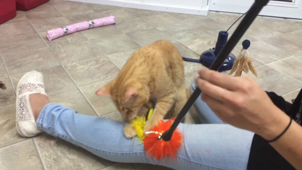 special needs animals for adoption near me Morris likes the feather toy