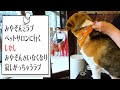 【愛犬のシャンプー】みやぞん、ビーグル犬のラブとペットサロンに行くのですが…