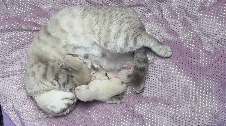 Watch the video about Scottish Fold mother cat is tired and sleeps while her kittens climb all over her #asmr #catvideo