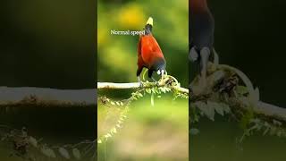 see amazing magical Birds #shorts #youtubeshorts #birds