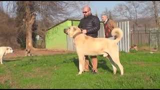 PATUL von BOZ KENNEL by akin tulubas 37,037 views 9 years ago 17 seconds