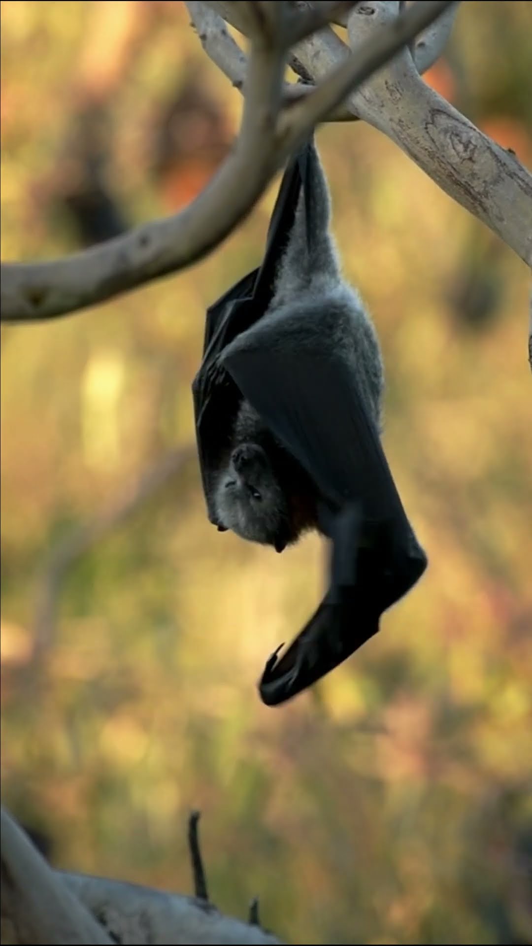 Bats play an ecological role in the forest, as they carry seeds and pollinate trees ? #Shorts #Earth