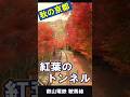 日テレ『ZIP！』で紹介された映像 ／ 京都「紅葉のトンネル」　#京都 #紅葉