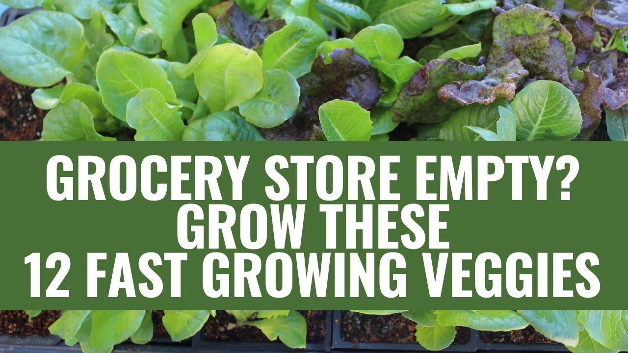 12 Fast Growing Vegetables [to grow when the Grocery Store is empty