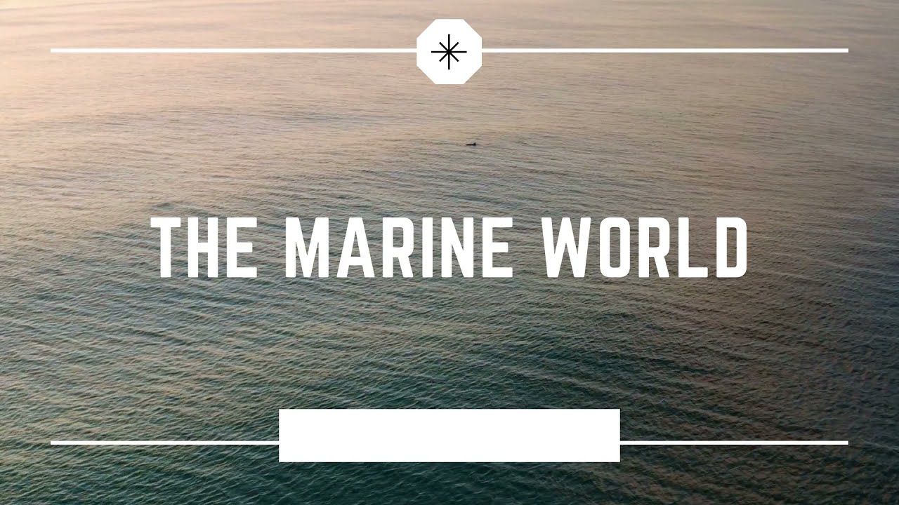THE MARINE WORLD  WISE WITH SDG14