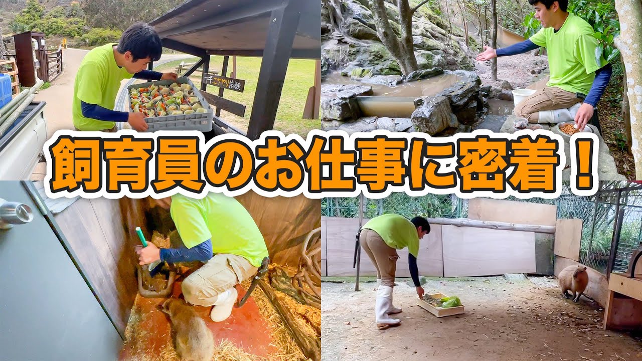 普段はいじられキャラの飼育員が、仕事中はプロの顔を見せてくれました【飼育員のお仕事シリーズ】