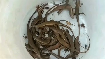 Tôi bắt được nhiều rắn mối bằng cách này