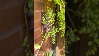 grapes at home :How to: 🇬🇧 #homegrown #allotment