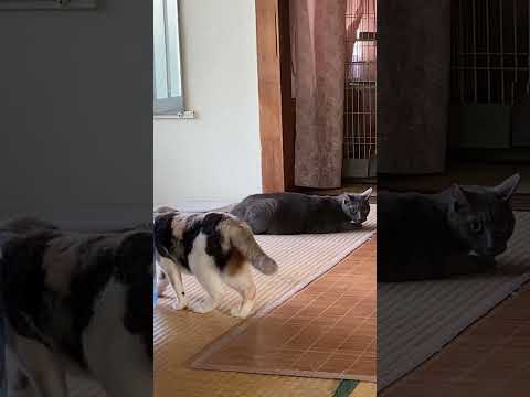 【沖縄家猫】ワザとやってな〜い⁉️