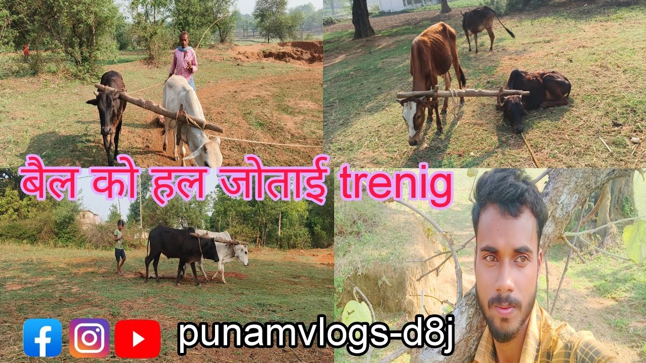 बैल को हल जोताई काम सिखाए🐂🐂🐂 #vlogs #villagevlog # Punamvlogs-d8j