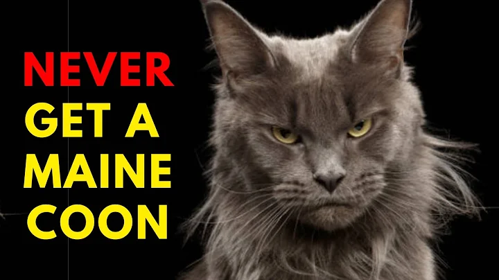 13 Reasons To Never Ever Adopt A Maine Coon Cat - DayDayNews