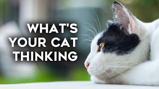 What Does Your Cat Think about All Day?