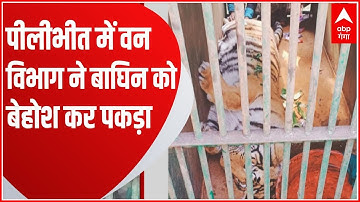 Breaking News : Pilibhit के शहपुरा में बाघिन को बेहोश कर पकड़ा गया... | UP News