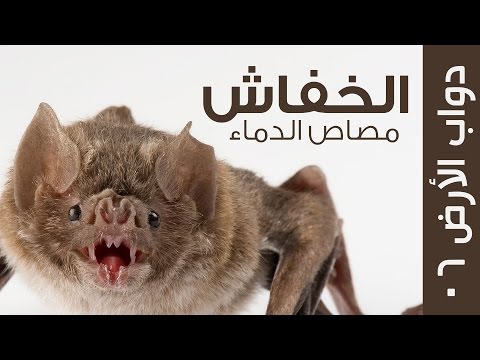 كائن الليل ومصاص الدماء الحقيقي - الخفاش