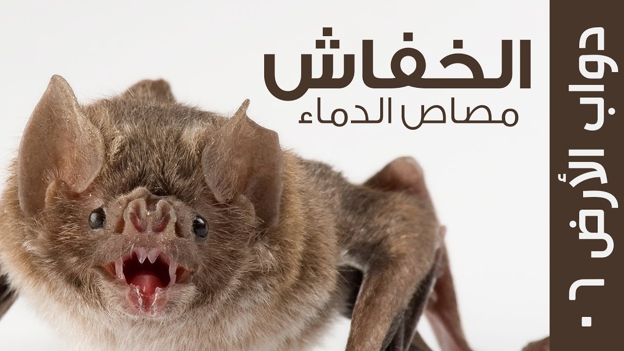 Image result for ‫الخفاش أو مصاص الدماء‬‎