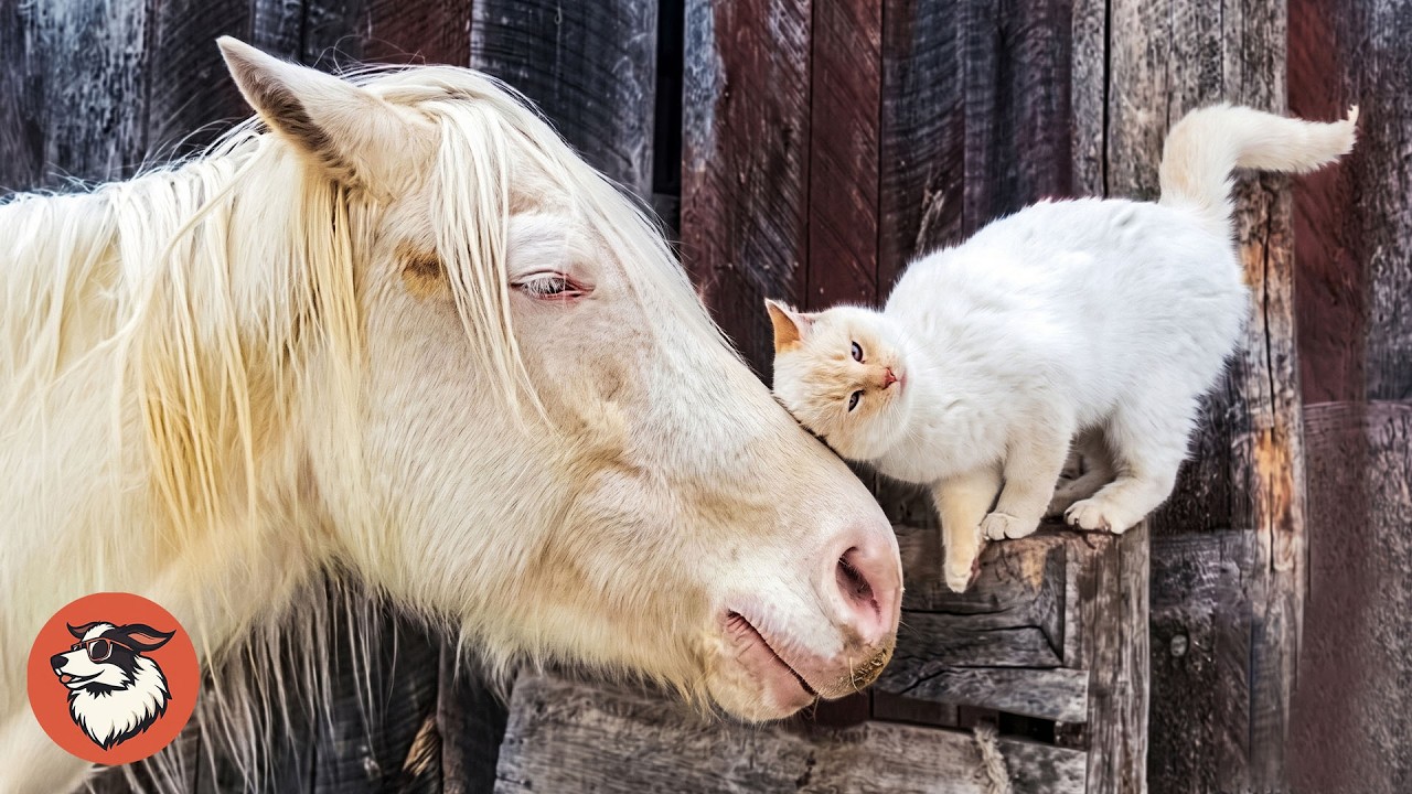 ❤️cats n horse’s ❤️追加分① This Horse Was Lonely, Then Cats Became His Family - YouTube