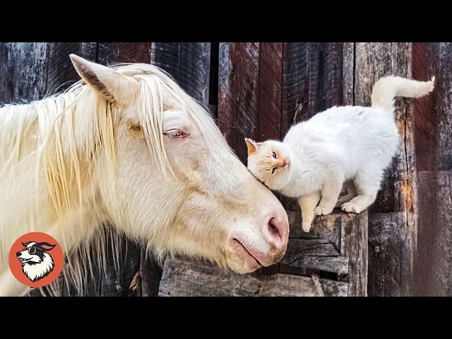 This Horse Was Lonely, Then Cats Became His Family - YouTube