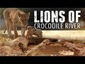 Lion documentary  lions of crocodile river  wild planet