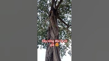 CÂY RỪNG ĐỘC LẠ HIẾM CÓ TRÊN TÂY NGUYÊN HÙNG VĨ.