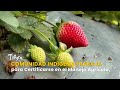 Comunidad Indígena Trabaja para Certificarse en el Manejo Agricola - TvAgro por Juan Gonzalo Angel