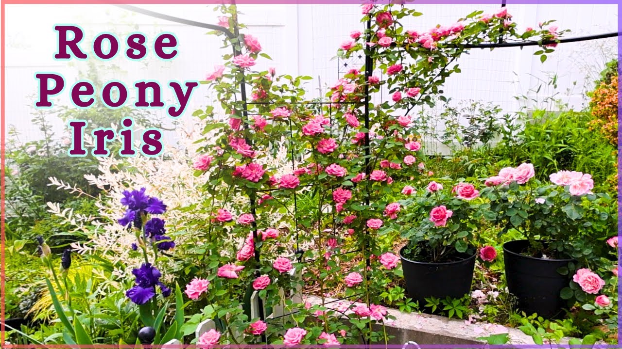 Roses, peonies, and irises in full bloom - Late May Garden Tour - Zone ...