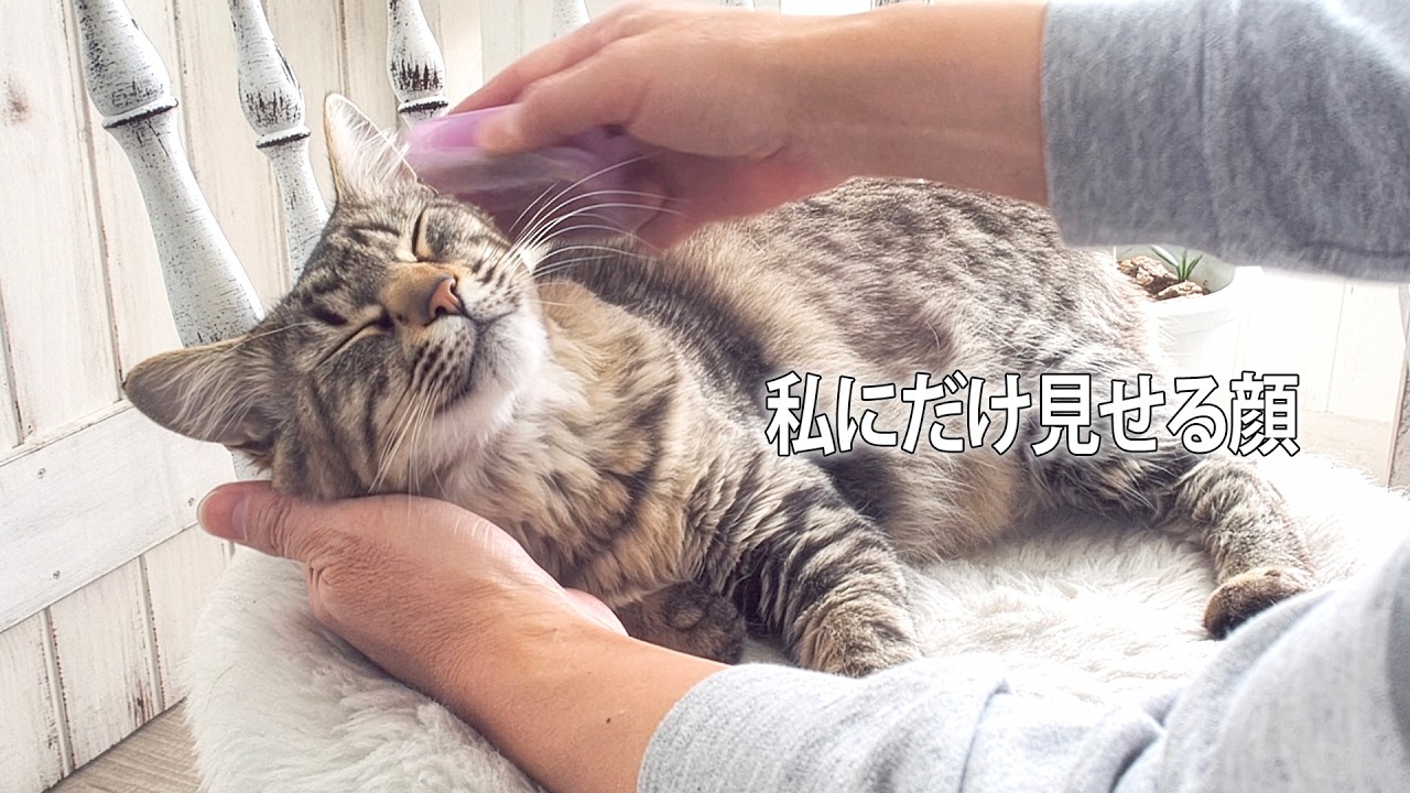 【猫】ルナ子が私にだけ見せる顔　ノーカットでどうぞ！