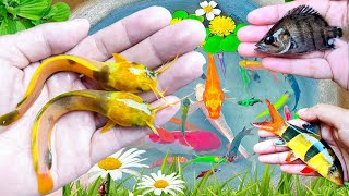 Most Amazing Catch Colorful Ornamental Fish, Koi fish, Goldfish, Betta fish, Catfish, Cute animals