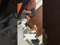 #trending #funny #villagerlifestyle #youtubeshorts #pets #naturelovers #viral