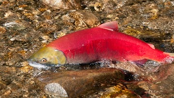 Tại Sao Cá Hồi Chết Sau Khi Đẻ Trứng?