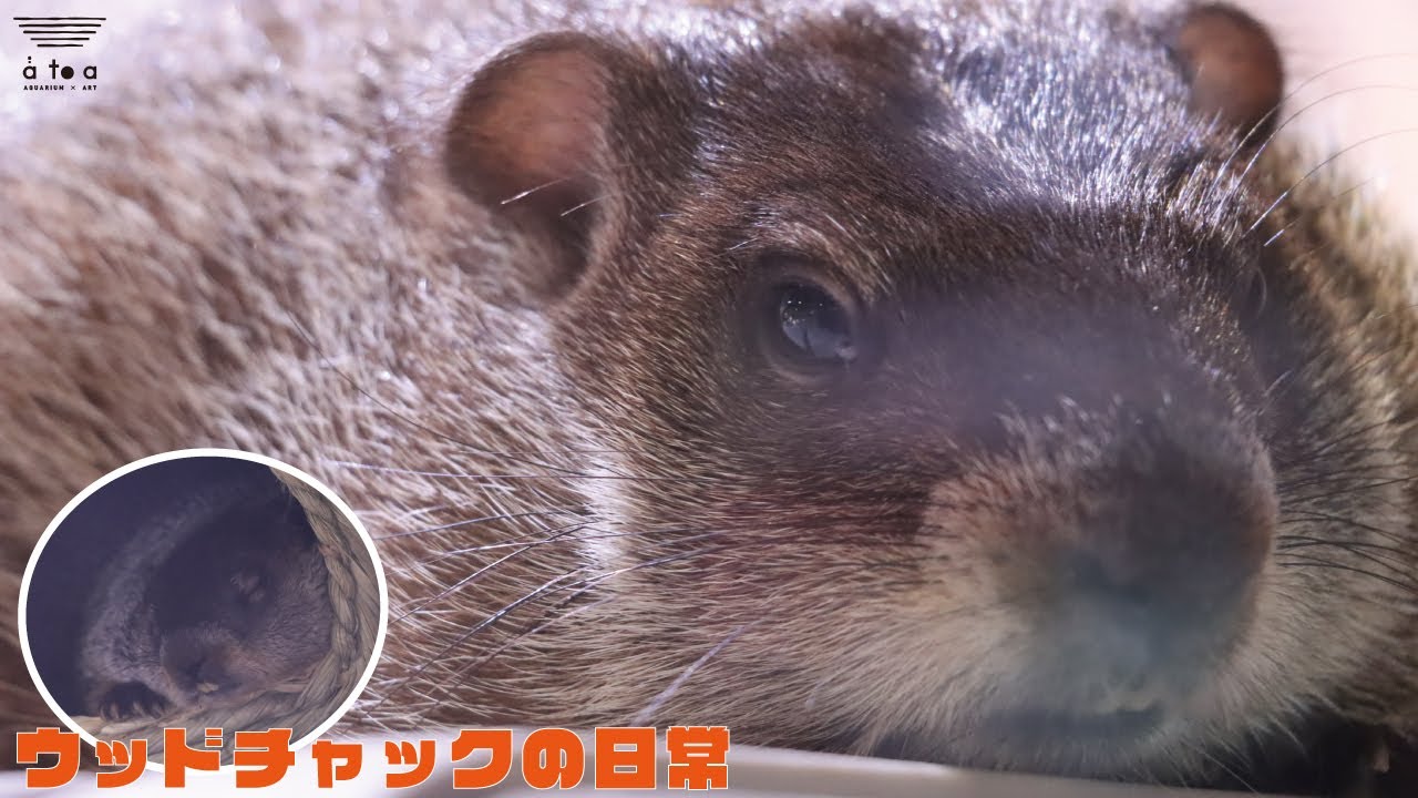 マーモットの仲間「ウッドチャック」の日常 - YouTube