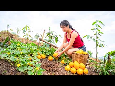[ TIMELAPSE ] Guide To Harvest Massive Muskmelons In The Field To Sell | Peaceful Life