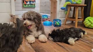 Heavenly Havanese Just ONE available!!! by Juliemelodies 356 views 9 days ago 3 minutes, 25 seconds