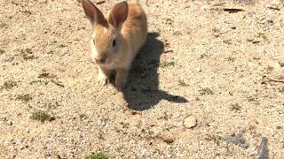 The shy baby bunny came close, but got scared and ran away. What should I do?